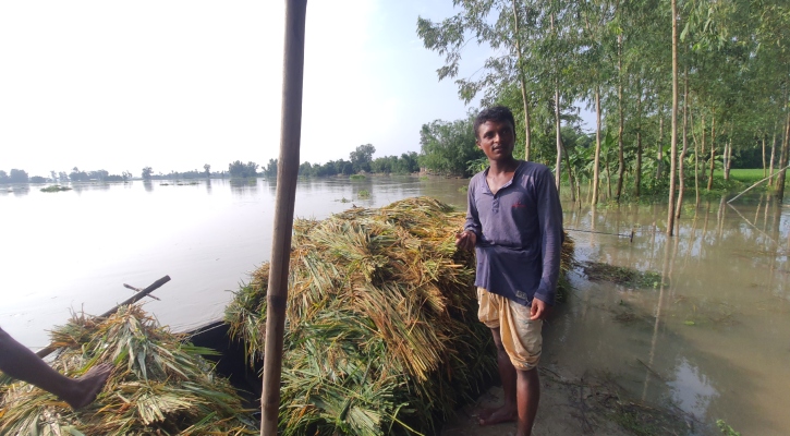 পানির নিচে ধান, কাটতে হচ্ছে ডুব দিয়ে দিয়ে